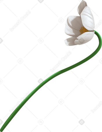 Flor de anémona campanilla blanca PNG, SVG