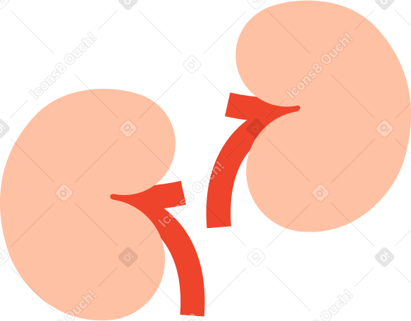 kidneys PNG, SVG
