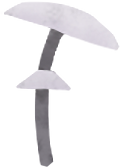 toadstool PNG, SVG