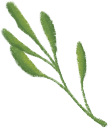Olive leaf в PNG, SVG