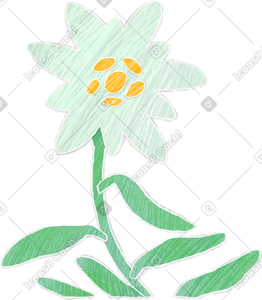 Large edelweiss flower on a stem with leaves PNG, SVG