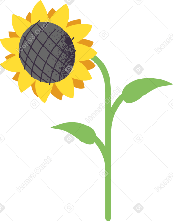 sunflower Illustration in PNG, SVG