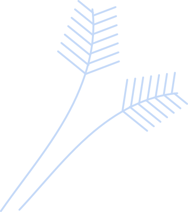 spruce PNG, SVG