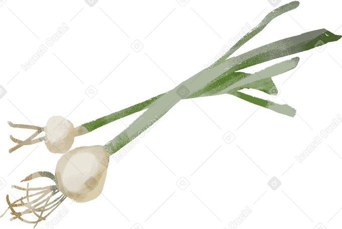 onion Illustration in PNG, SVG