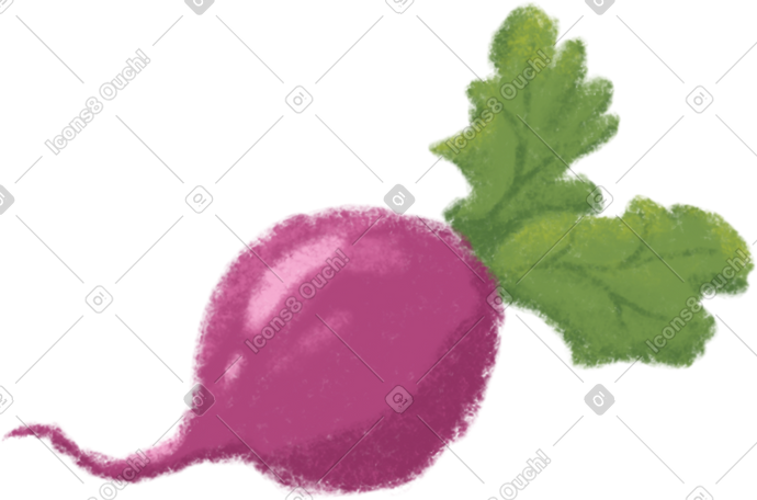 beet PNG, SVG