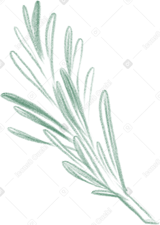 rosemary sprig Illustration in PNG, SVG