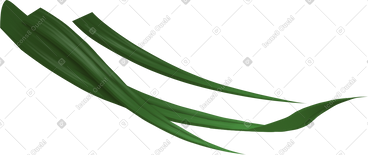 Three thin grass leaves PNG, SVG