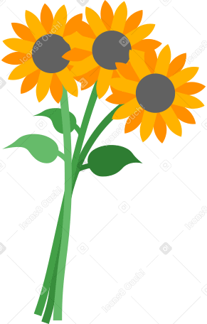 sunflowers Illustration in PNG, SVG