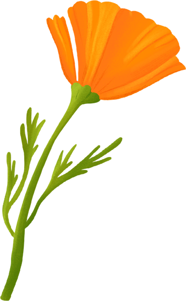 orange eschscholzia PNG, SVG