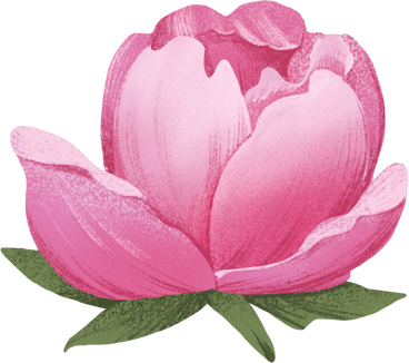 small half-opened pink peony flower PNG, SVG