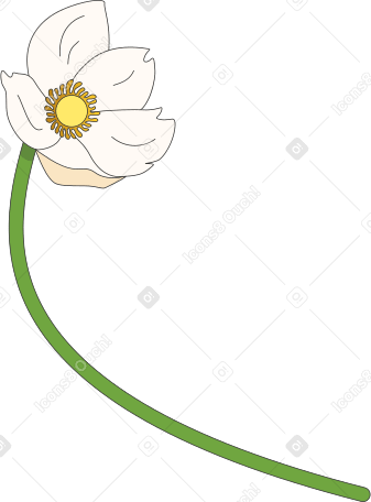 flor de anémona campanilla blanca PNG, SVG