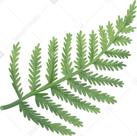 green fern leaf PNG、SVG