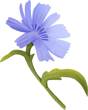 blue cornflower PNG, SVG