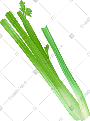 Celery PNG, SVG