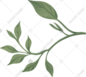 Twig with green leaves of various sizes PNG, SVG