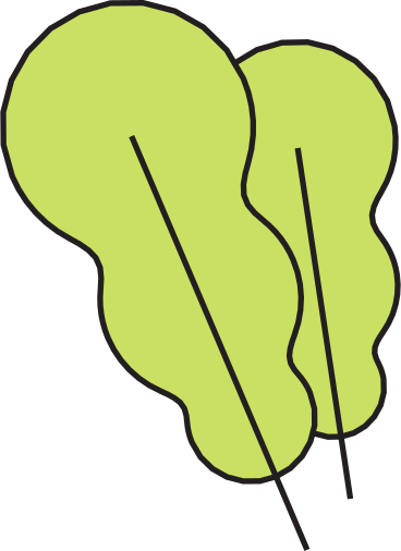 two lettuce leaves PNG, SVG