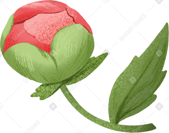 small peony bud with a leaf PNG, SVG