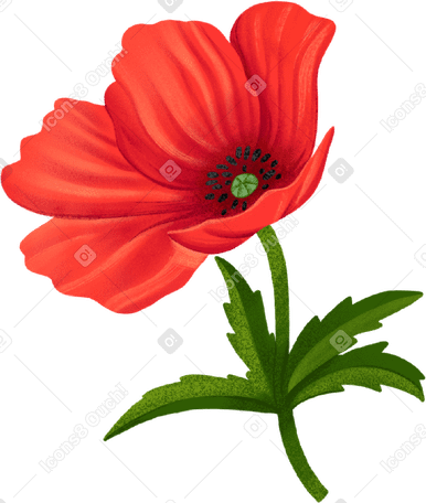 large red poppy with a dark center PNG, SVG
