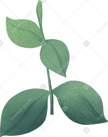 small tender twig of eucalyptus PNG、SVG