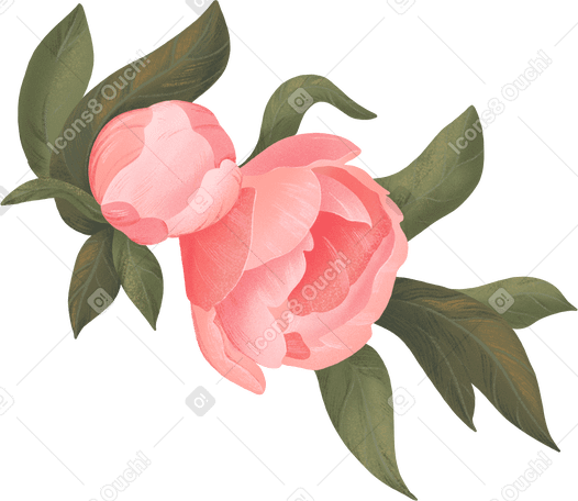two peony flowers among leaves PNG, SVG