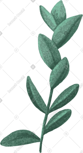 Small green twig with oval leaves PNG, SVG