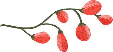 small twig with red berries PNG, SVG