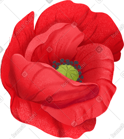 opened red poppy flower PNG, SVG