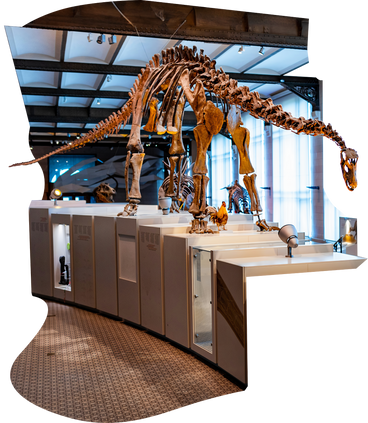Sfondo con un museo e uno scheletro di dinosauro PNG, SVG