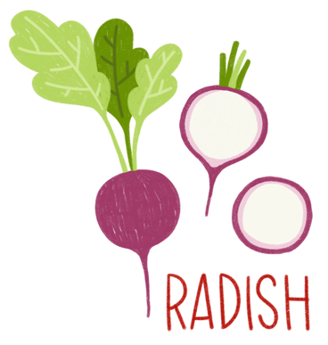 Radish, half of a raddish and a raddish slice with lettering PNG, SVG