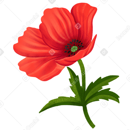 large red poppy Illustration in PNG, SVG