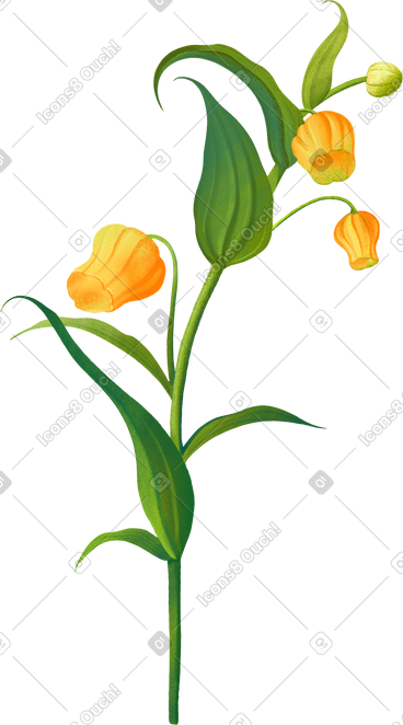 Orange sandersonia PNG, SVG