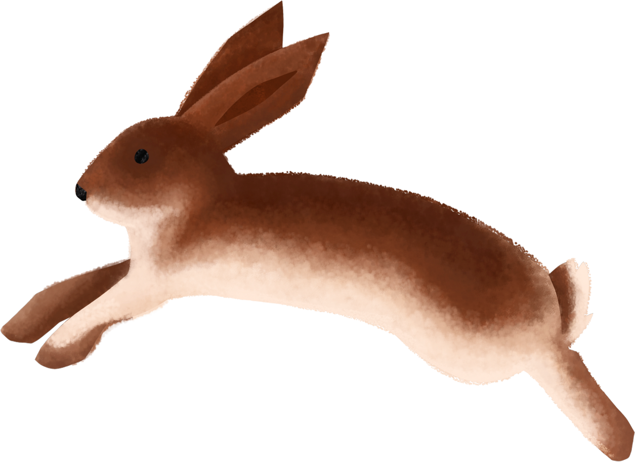 hare Illustration in PNG, SVG