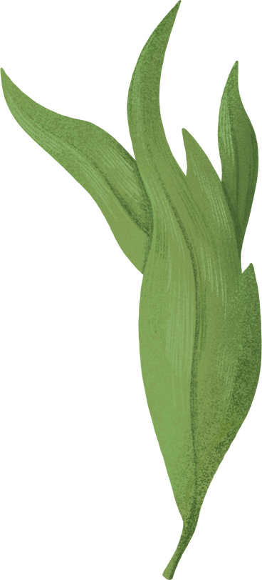 curved green peony leaf PNG, SVG