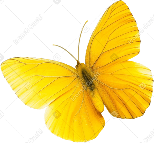 yellow butterfly PNG、SVG