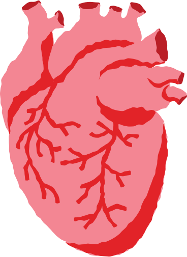 Человеческое сердце в PNG, SVG