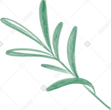 leaves of romarinus Illustration in PNG, SVG