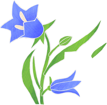 Two blue bellflowers PNG, SVG