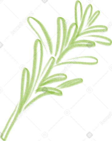 leaves of romarinus PNG, SVG