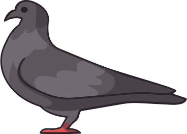 grey pigeon PNG, SVG