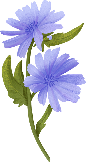 blue cornflowers PNG, SVG