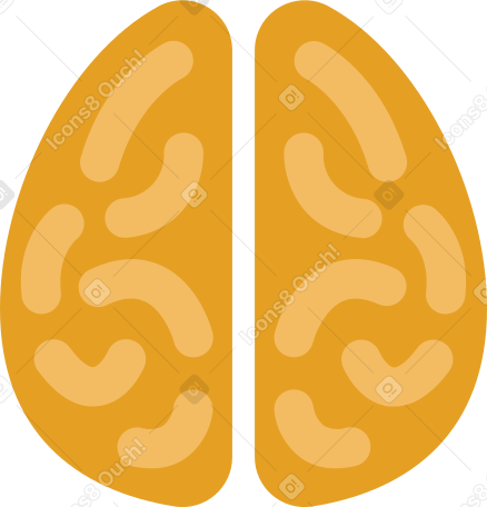 головной мозг в PNG, SVG