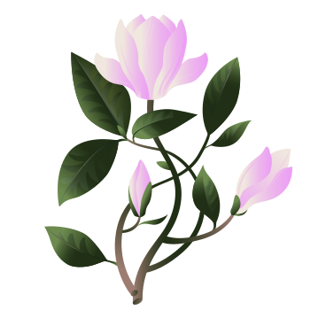 Zartrosa magnolienblüten an stielen PNG, SVG