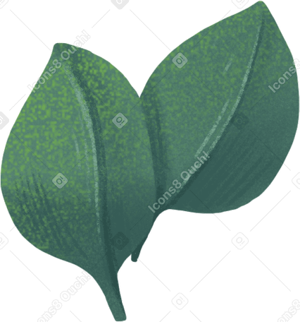 Маленькие листья эвкалипта в PNG, SVG