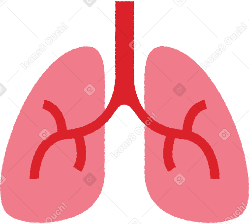 lungs Illustration in PNG, SVG