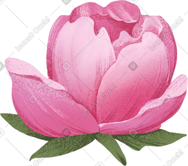 Small half-opened pink peony flower PNG, SVG