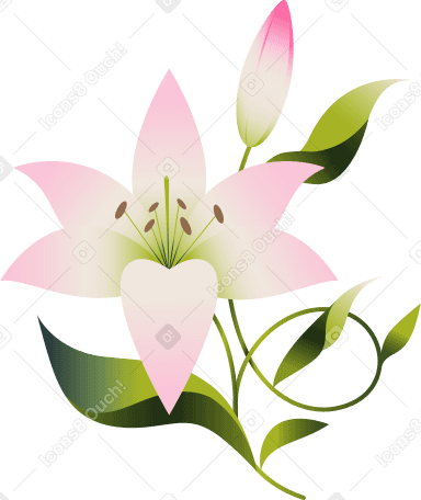 绿色茎上有花蕾的粉色百合 PNG, SVG