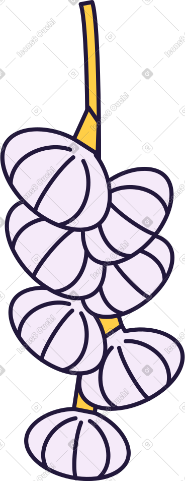 Garlic PNG, SVG