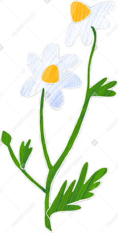 两朵白色雏菊和一个花蕾 PNG, SVG