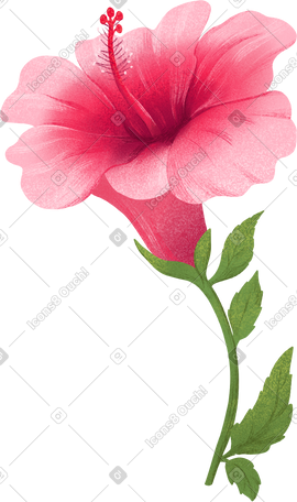 茎上有叶子的大粉红色木槿花 PNG, SVG