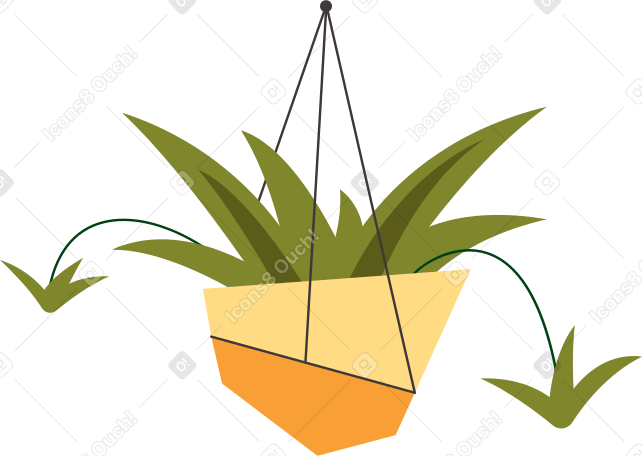 植物吊兰 PNG, SVG